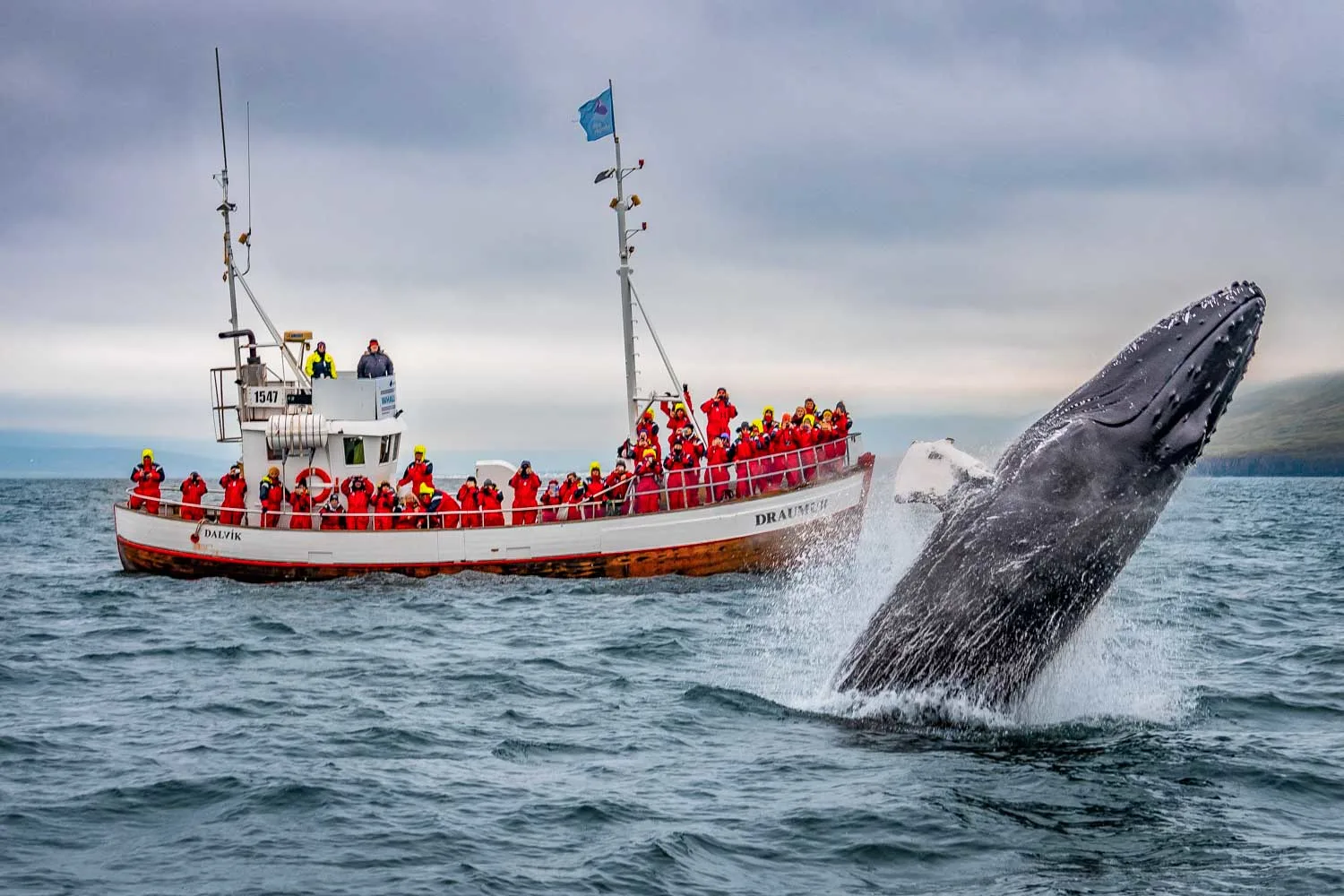 A humpback whale breaches the surface, leaping gracefully out of the water against a clear blue sky.