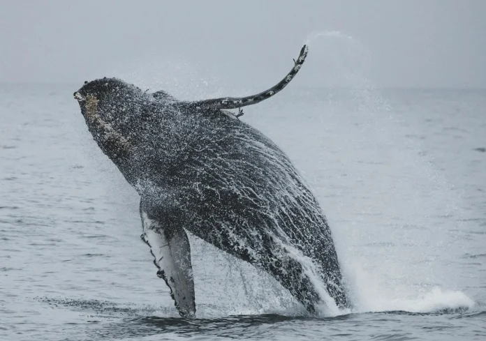 A humpback whale leaps out of the ocean, creating a spectacular splash as it breaches the water's surface.